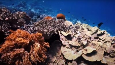 Indahnya Wisata Bawah Laut Pulau Wakatobi Sulawesi  Tenggara