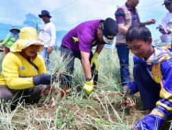 Rosmina Petani Enrekang Ajak Plt Gubernur Sulsel Cara Tanam Bawang