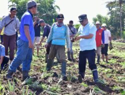 Penjabat Gubernur Tanam Nangka dan Nanas di Lahan Nganggur Desa Mabbiring