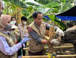 Jelang Idul Adha, DP2 Kota Makassar Periksa Ribuan Hewan Kurban