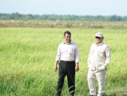 BPS: Periode Januari-Maret 2025, Produksi Beras Meningkat Tajam 52,32%