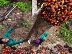 Harga TBS Sawit Sulsel Menguat, Pengusaha Kelapa Sawit Wajib Ikuti Penetapan Harga Resmi