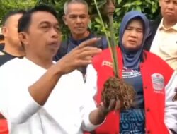 Dorong Ekonomi Petani, Bupati Sidrap Kembangkan Porang di Wilayah Terpencil