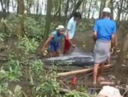 Lumba-Lumba Terdampar di Pantai Kuri Caddi Maros, Warga Sigap Kembalikan ke Laut