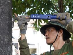 15 Ruas Jalan Disisir, DLH Makassar Tertibkan Reklame yang Dipaku di Pohon